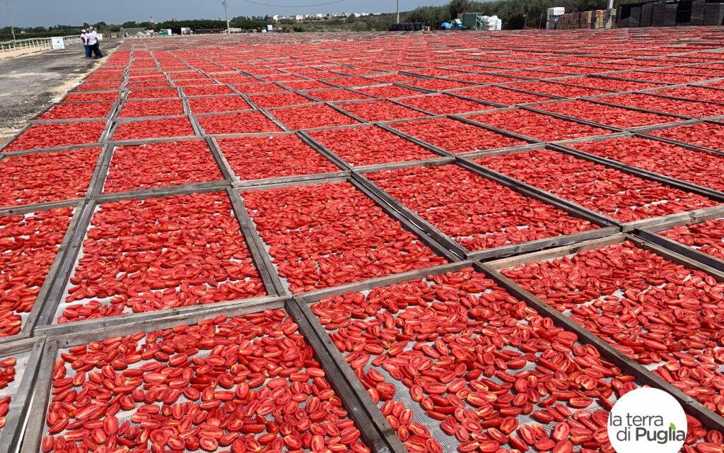 Pomodori secchi: come ammorbidirli davvero (e in quanto tempo)