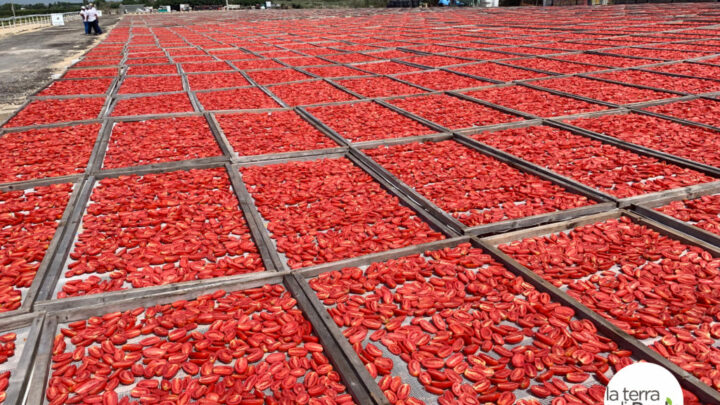 Pomodori secchi: come ammorbidirli davvero (e in quanto tempo)