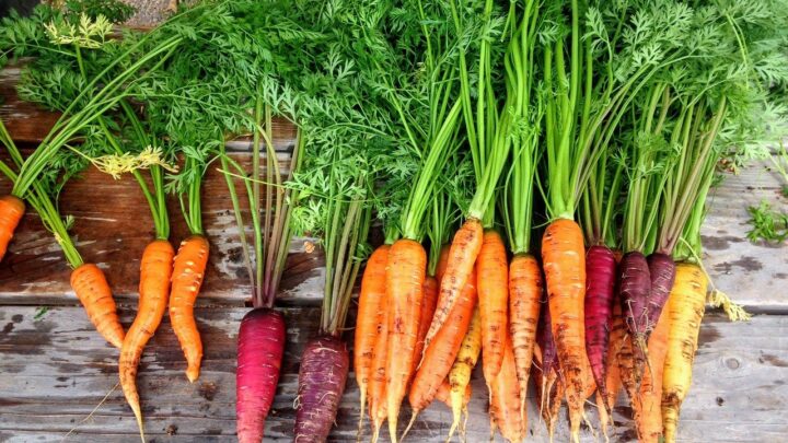 Il Salento, quando il paradiso è buono da mangiare