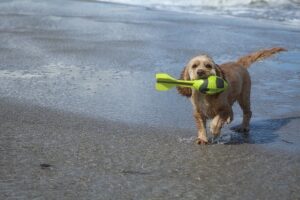 Spiagge per i cani Salento