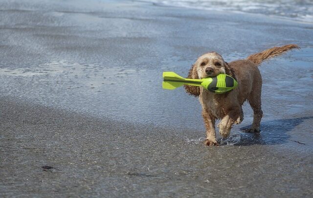 Spiagge per cani in Salento, dove sono