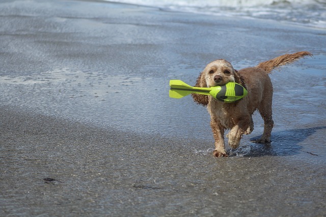 Spiagge per cani in Salento, dove sono