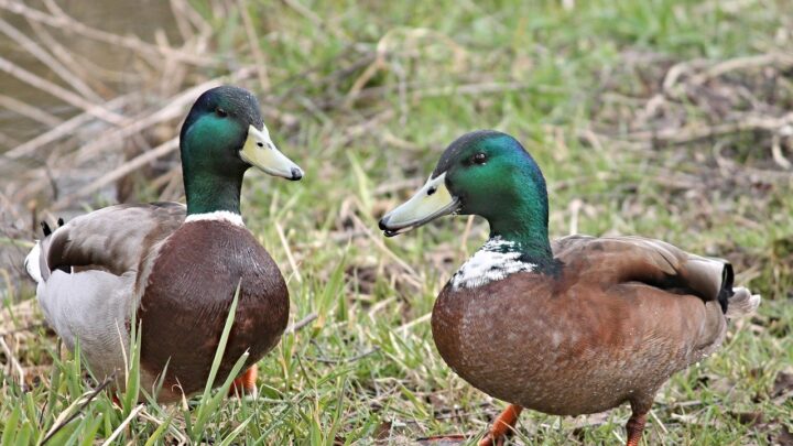 Le ngiurie salentine, sagace saggezza popolare