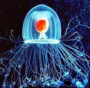 salento, la medusa immortale - Salentocongusto.it
