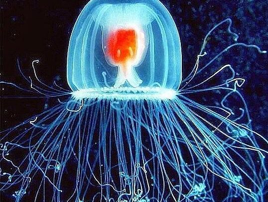 Scoperta in Puglia la medusa (quasi) immortale