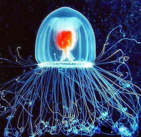 Scoperta in Puglia la medusa (quasi) immortale