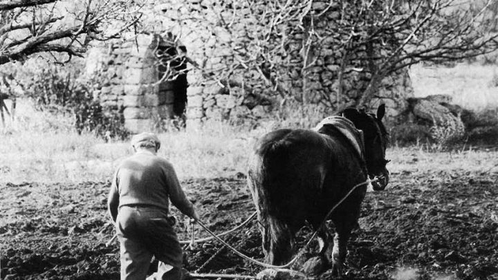 Tutti i mestieri dei contadini del Salento