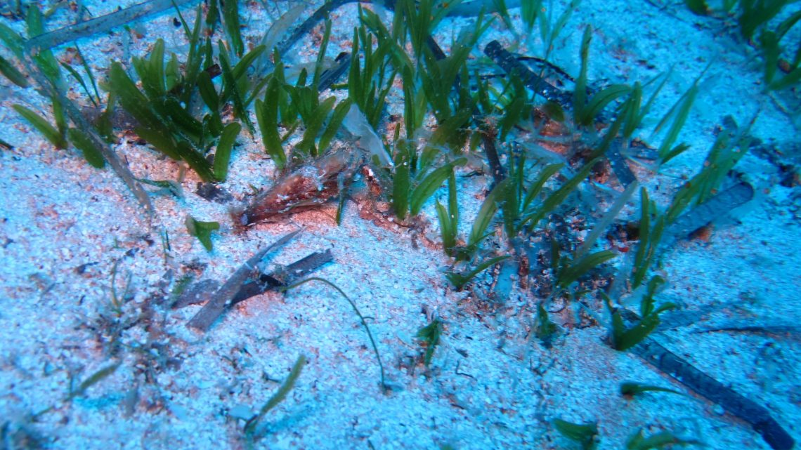 I mari del Salento invasi da una pianta aliena