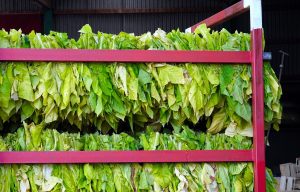 il tabacco in Salento e i contadini del Salento - Salentocongusto.com
