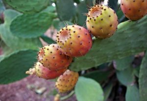 cosa si produce nel Salento - Salentocongusto.com