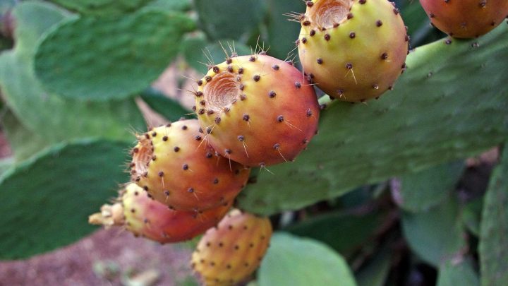 Cosa si produce nel Salento