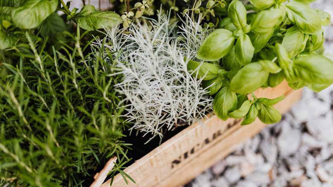 Origano selvatico del Salento: pianta aromatica, usi e dove trovarla Origano selvatico del Salento: pianta aromatica, usi e dove trovarla