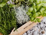 Origano selvatico del Salento: pianta aromatica, usi e dove trovarla
