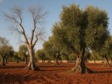 Uliveto nel Salento con alberi colpiti dalla xylella accanto ad altri ancora verdi