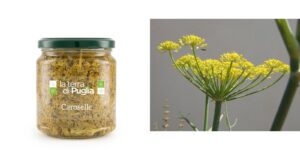 Caroselle in aceto in vasetto e ombrelle fiorite del finocchio selvatico