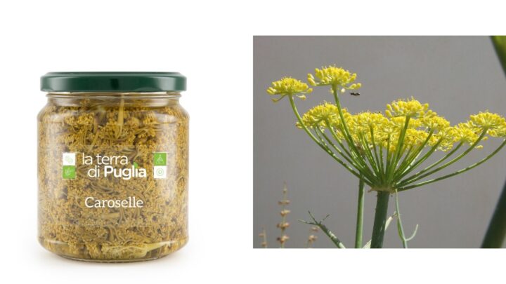 Caroselle in aceto in vasetto e ombrelle fiorite del finocchio selvatico