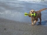 Spiagge per i cani Salento