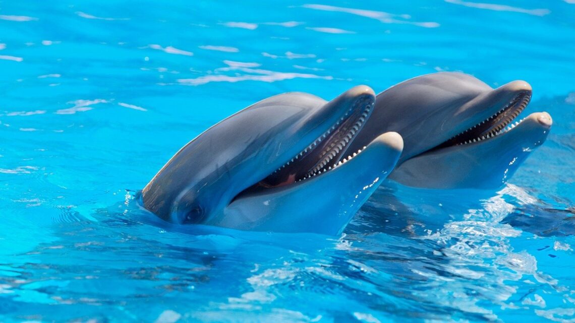Cosa fare in Salento: una gita allo ZooSafari di Fasano Cosa fare in Salento: una gita allo ZooSafari di Fasano