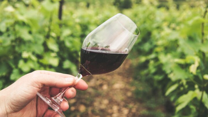 Quali sono i migliori vini rossi del Salento