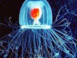 salento, la medusa immortale - Salentocongusto.it