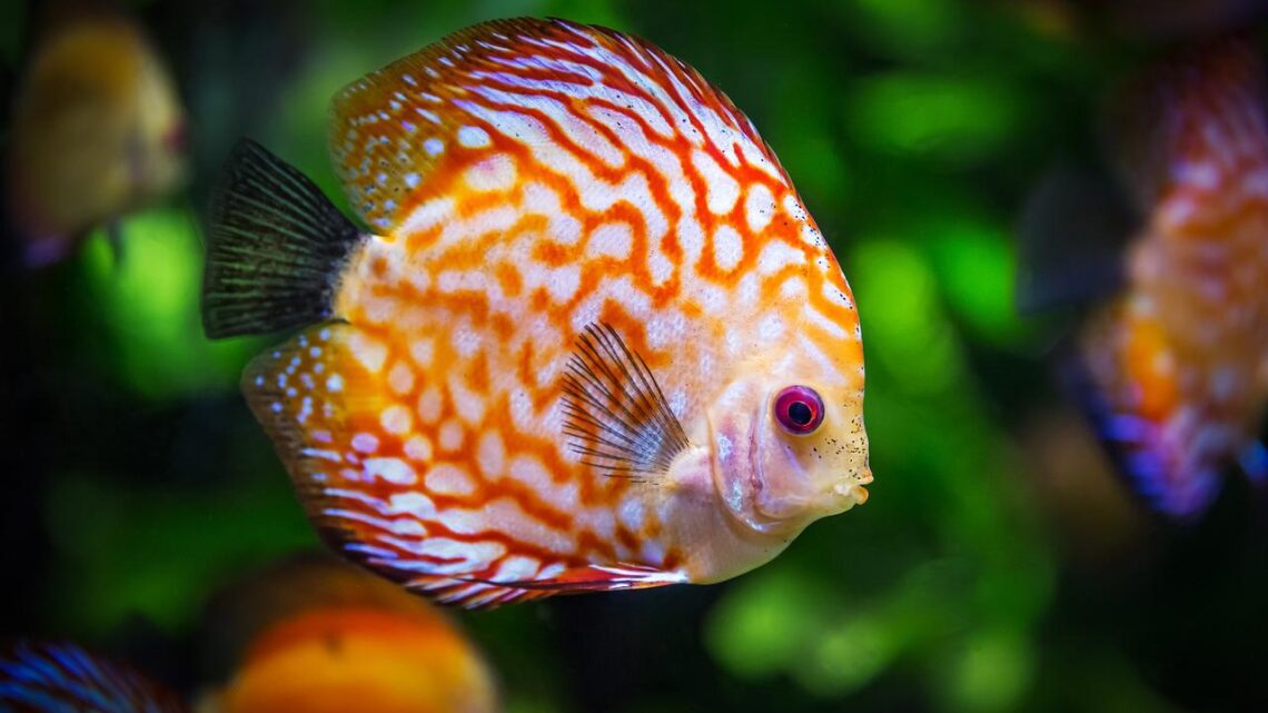 Acquario del Salento: tutte le info Acquario del Salento: tutte le info